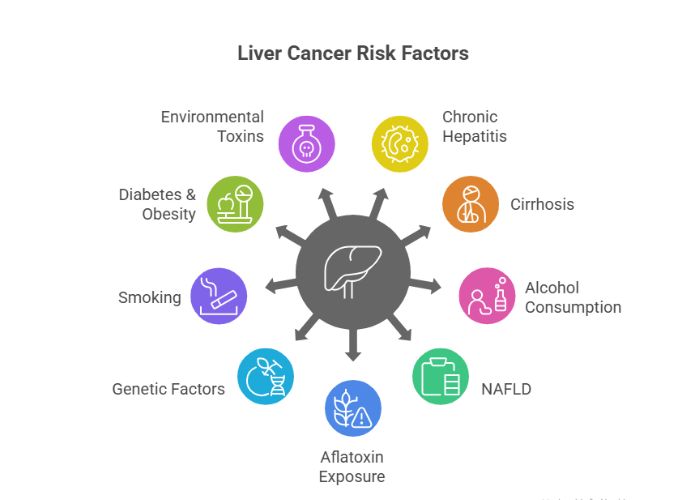 Causes and Risk Factors of Liver Cancer